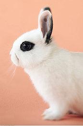 灵感来自唐朝和吐蕃文化 叙事解谜游戏《归梦》上线Steam